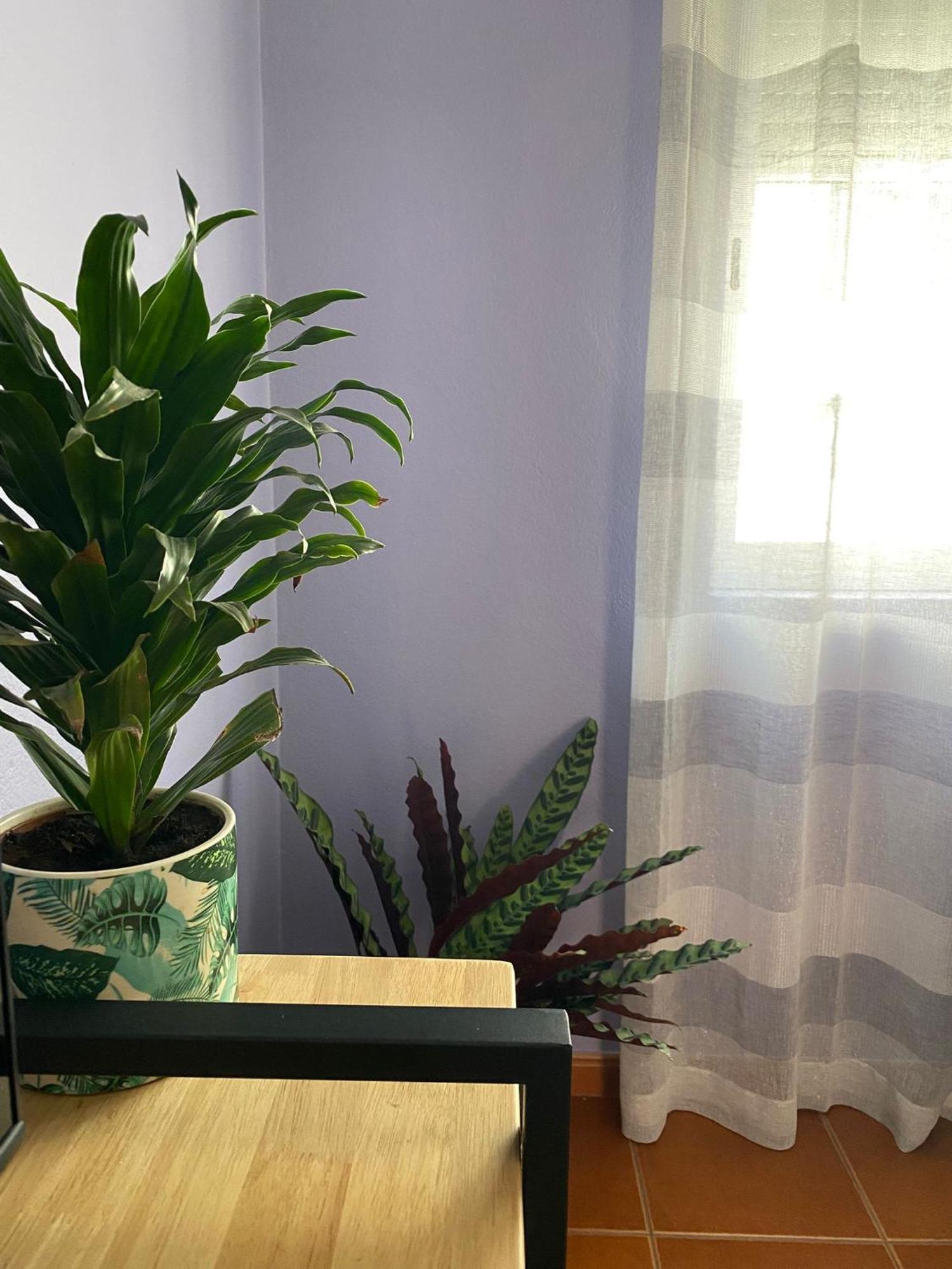 Apartamento Vicentino 米尔芳提斯城 外观 照片